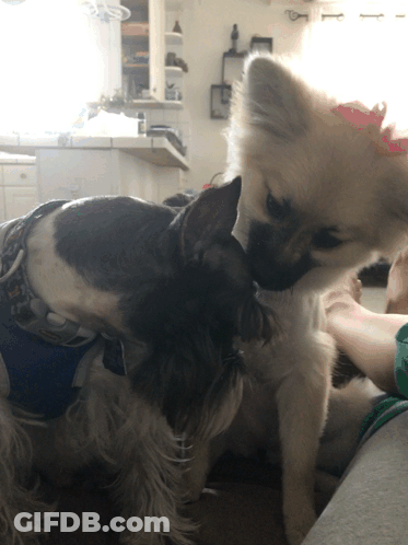 A Black And White Dog With A Pink Bow On Its Head GIF