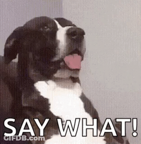 Black And White Dog Say What GIF