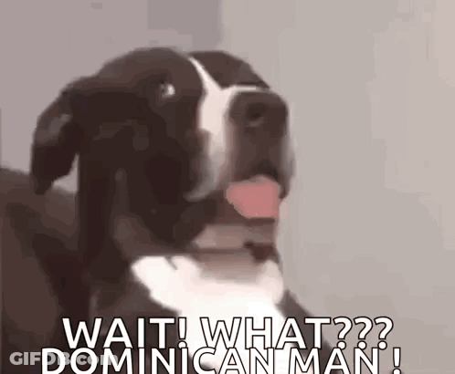 A Black And White Dog With Its Tongue Hanging Out Says Wait What Dominican Man ! GIF