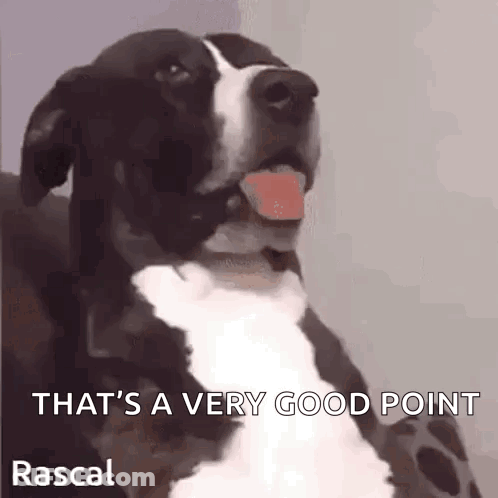 A Black And White Dog With Its Tongue Out And The Words That 'S A Very Good Point Rascal GIF