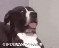 Dog Saying Say What!!! GIF
