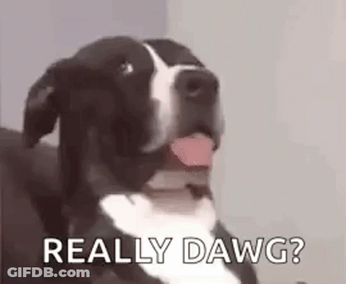 A Black And White Dog With Its Tongue Out Is Sitting On A Couch And Says `` Really Dawg '' . GIF