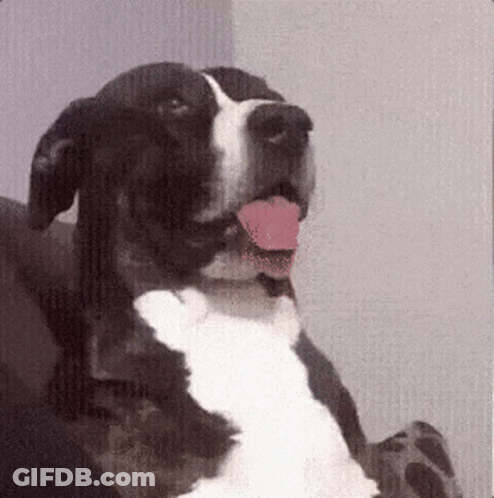 A Black And White Dog With Its Tongue Out GIF