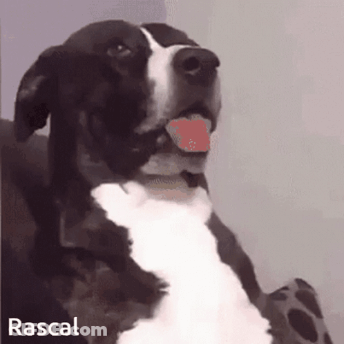 Black And White Dog Named Rascal GIF