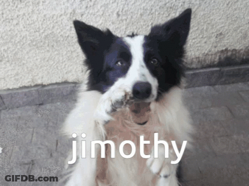 A Black And White Dog With The Name Timothy Written On The Bottom GIF