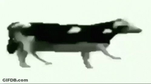 A Black And White Drawing Of A Cow Is Walking On A White Background . GIF