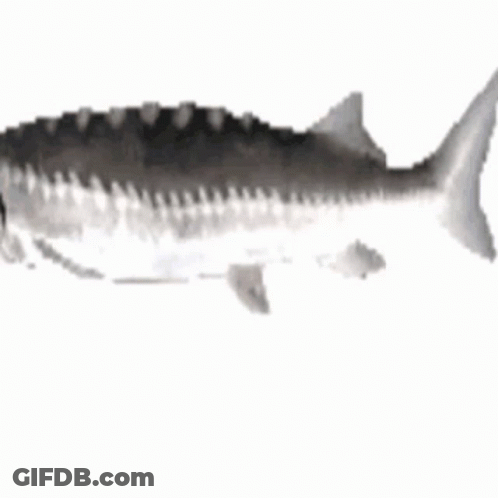 A Black And White Drawing Of A Fish On A White Background . GIF
