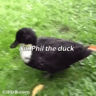 A Black And White Duck Is Walking Through The Grass And Says `` I 'M Phil The Duck '' . GIF