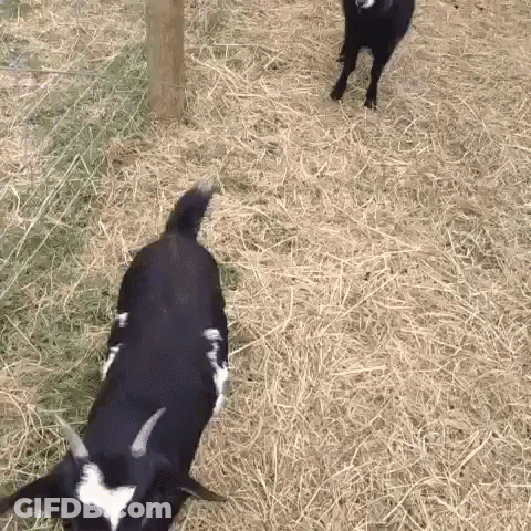 A Black And White Goat Standing On A Pile Of Hay GIF