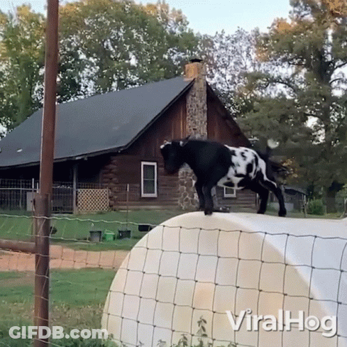 A Black And White Goat Standing On Top Of A Fence In Front Of A House That Says Viralhog On It GIF