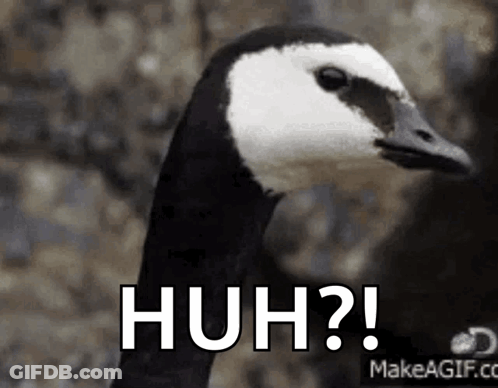A Black And White Goose Is Making A Funny Face With The Words Huh ? GIF