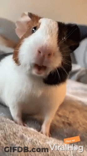A Black And White Guinea Pig Is Sitting On A Blanket With Its Mouth Open . GIF