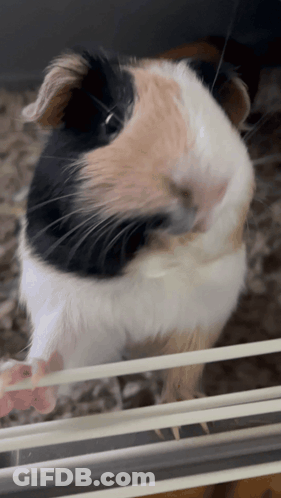 A Black And White Guinea Pig Looking Through A Cage GIF