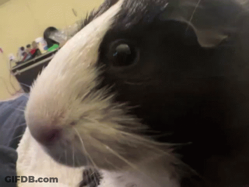 A Black And White Guinea Pig Looks At The Camera GIF