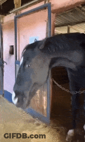 A Black And White Horse Is Standing In A Stable GIF