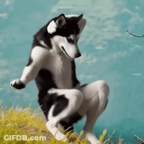 A Black And White Husky Dog Is Squatting Down In The Grass . GIF