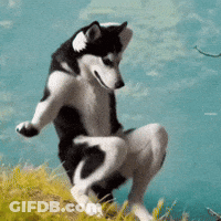 A Black And White Husky Dog Is Squatting On A Grassy Hill GIF