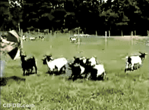 A Black And White Image Of A Herd Of Goats GIF