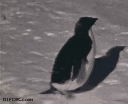 A Black And White Image Of A Penguin Standing In The Snow GIF