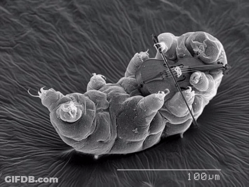 A Black And White Image Of A Small Creature Playing A Violin Under A Microscope With 100 Μm Visible GIF