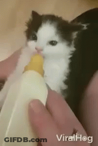 A Black And White Kitten Is Drinking From A Bottle . GIF