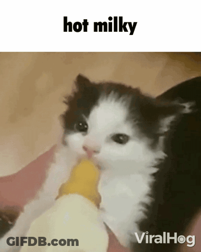 A Black And White Kitten Is Drinking Milk From A Bottle GIF