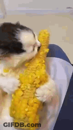 A Black And White Kitten Is Eating Corn On The Cob On A Person 'S Lap . GIF