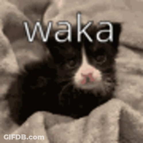 A Black And White Kitten Is Laying On A Blanket With The Word Waka Written On It . GIF