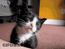 A Black And White Kitten Is Sleeping On A Couch GIF