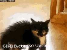 A Black And White Kitten Is Standing On A Wooden Floor And Says `` I Am So Scared '' . GIF
