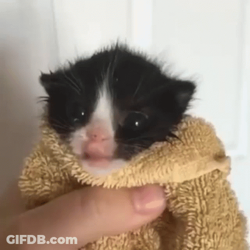 A Black And White Kitten Wrapped In A Towel . GIF