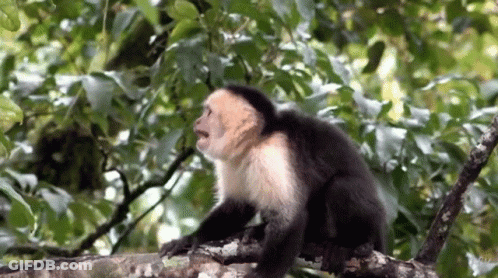 A Black And White Monkey Is Sitting On A Tree Branch With Its Mouth Open GIF
