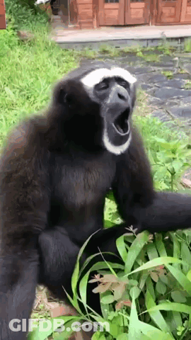 A Black And White Monkey Yawning While Sitting In The Grass GIF