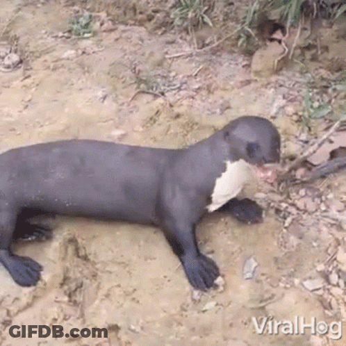 A Black And White Otter Is Laying In The Dirt On The Ground . GIF