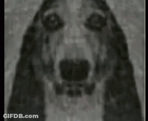 A Black And White Painting Of A Dog 'S Face Looking At The Camera GIF