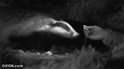 A Black And White Photo Of A Badger Being Fed By A Person 'S Hand GIF