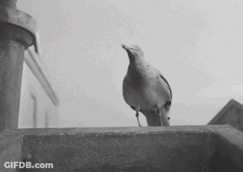 A Black And White Photo Of A Bird Standing On A Wall GIF