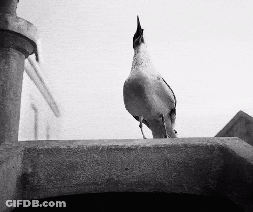 A Black And White Photo Of A Bird Standing On A Wall GIF