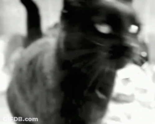 A Black And White Photo Of A Black Cat Sitting On A Bed . GIF