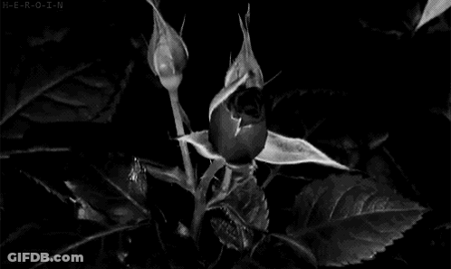 A Black And White Photo Of A Bunch Of Roses With Water Drops On Them GIF