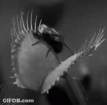 A Black And White Photo Of A Carnivorous Plant With A Bug On It . GIF