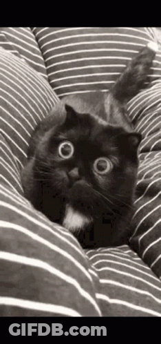 Black And White Cat Laying On Striped Cushion GIF