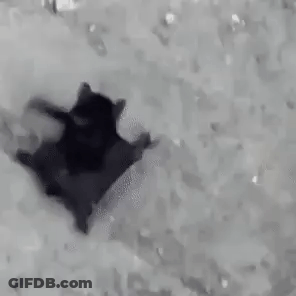 A Black And White Photo Of A Cat Laying On Its Back In The Snow . GIF