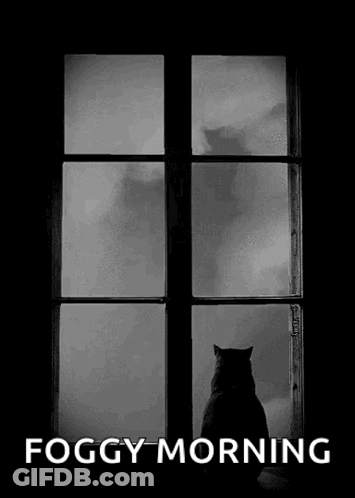 A Black And White Photo Of A Cat Looking Out Of A Window With Foggy Morning Written Below It GIF