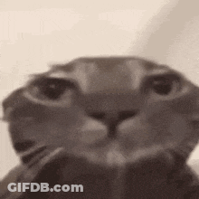 A Black And White Photo Of A Cat 'S Face . GIF