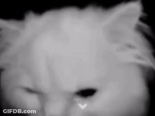 A Black And White Photo Of A Cat 'S Face GIF
