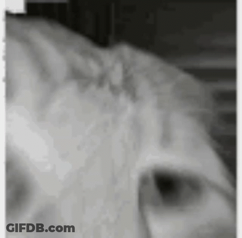 A Black And White Photo Of A Cat 'S Face With A Blurred Background . GIF