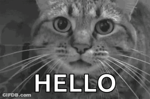 A Black And White Photo Of A Cat 'S Face With The Words `` Hello '' Written Above It . GIF