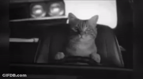 A Black And White Photo Of A Cat Sitting In A Car GIF