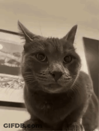 A Black And White Photo Of A Cat Sitting On Top Of A Table Looking At The Camera . GIF